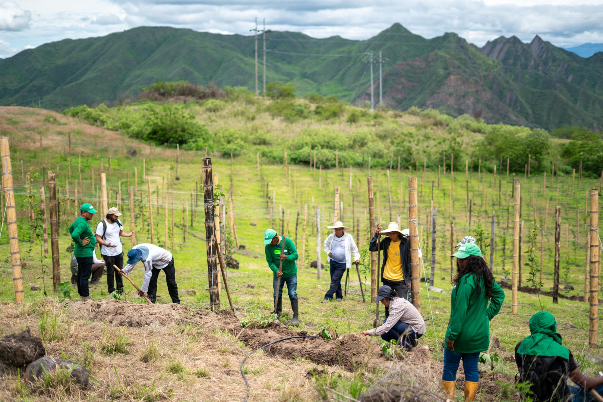Regenerative Leadership Education