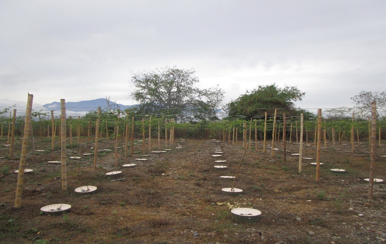 ASOPATIANOS Community